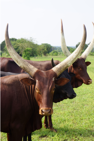 Ankole-Watusi